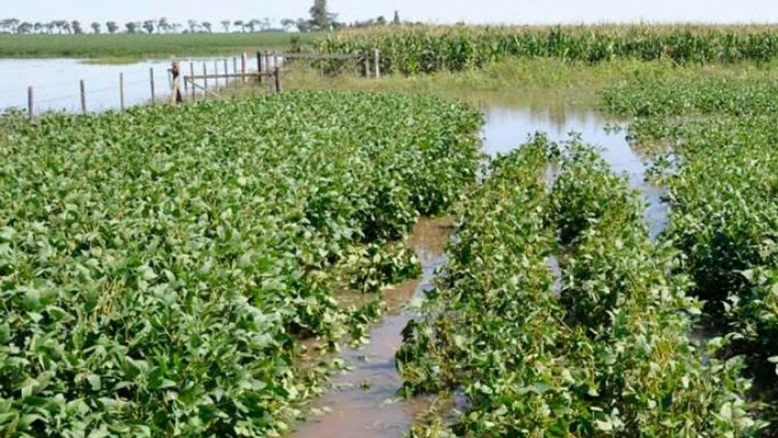 Crece el riesgo de pérdidas de superficie de soja en la zona núcleo por las inundaciones
