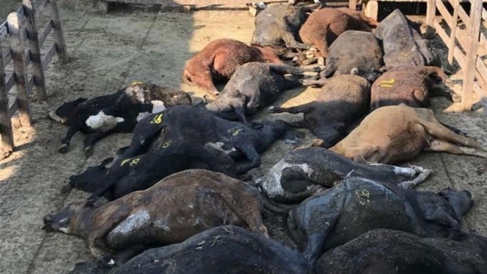 Mercado de Liniers: más de 150 animales muertos por la ola de calor