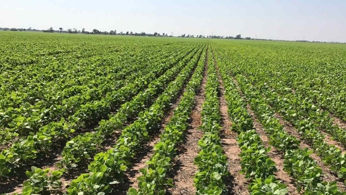Finalizó la siembra de soja con 17,7 Mha y la proyección de producción se mantiene en 53 Mtn