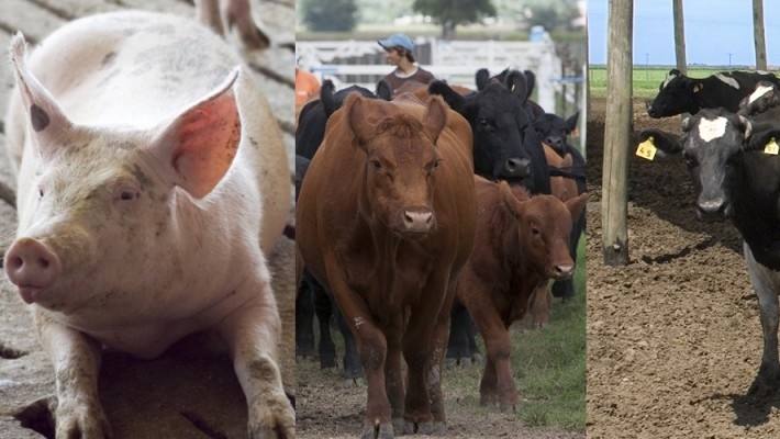Alerta por ola de calor y las recomendaciones para los animales en producción